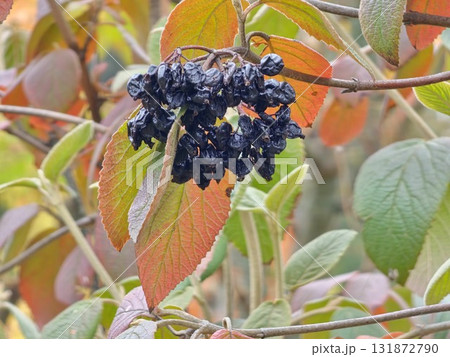 A cluster of black, overripe Viburnum lantana berries in autumn. Selective focus. Autumn yellow-red leaves frame cluster 131872790