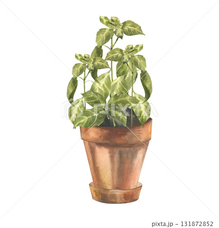 Green fresh basil plant in clay pot watercolor illustration.Hand drawn isolated floral clipart with aromatic herb spices,salad ingredient and condiment for eco poster,card, home gardening hobby design Green fresh basil plant in clay pot watercolor illustration.Hand drawn isolated floral clipart with aromatic herb spices,salad ingredient and condiment for eco poster,card, home gardening hobby design 131872852
