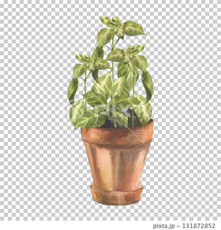 Green fresh basil plant in clay pot watercolor illustration.Hand drawn isolated floral clipart with aromatic herb spices,salad ingredient and condiment for eco poster,card, home gardening hobby design Green fresh basil plant in clay pot watercolor illustration.Hand drawn isolated floral clipart with aromatic herb spices,salad ingredient and condiment for eco poster,card, home gardening hobby design 131872852