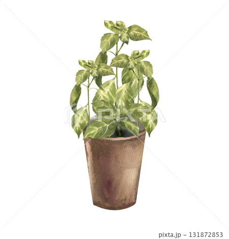 Fresh basil spices in brown pot watercolor illustration. Hand drawn home plant clipart with aromatic herb spices painting for culinary book,poster, menu card, eco vegan sticker design 131872853