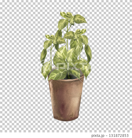 Fresh basil spices in brown pot watercolor illustration. Hand drawn home plant clipart with aromatic herb spices painting for culinary book,poster, menu card, eco vegan sticker design 131872853