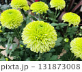 スプレーマムポンポン（ピンポンマム）の花　緑色 131873008