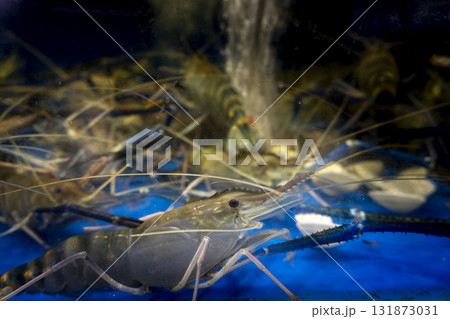Shrimp is swimming in a tank with other shrimp 131873031