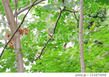 キビタキ(雄) キビタキ(雄) 131873048