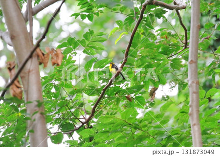 キビタキ(雄) キビタキ(雄) 131873049