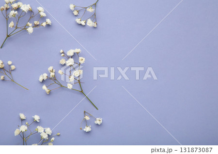 Photo with gypsophila flowers on purple background with empty space Photo with gypsophila flowers on purple background with empty space 131873087