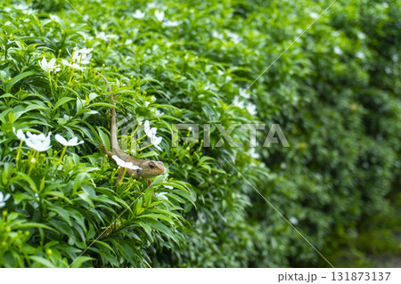 Lizard is sitting on a bush Lizard is sitting on a bush 131873137
