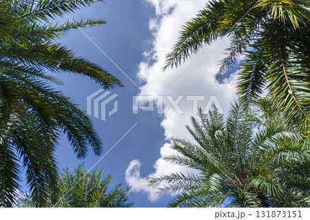 Palm tree with a cloud in the sky Palm tree with a cloud in the sky 131873151