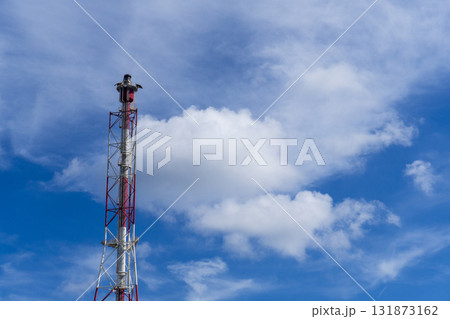 Tall pole with a bird on top of it Tall pole with a bird on top of it 131873162