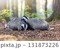 Pair of European badgers is playing in the forest. 131873226