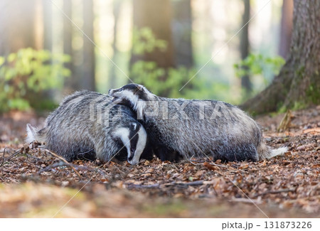 Pair of European badgers is playing in the forest. 131873226