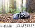 Cute pair of European badgers is playing in the deep forest. 131873227