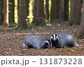 Pair of European badgers is posing in the forest. 131873228