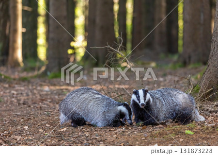 Pair of European badgers is posing in the forest. 131873228