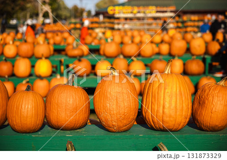 Rows of bright orange pumpkins displayed on green wooden stands at a pumpkin farm during autumn harvest festival, symbolizing fall and Halloween season in the USA. Rows of bright orange pumpkins displayed on green wooden stands at a pumpkin farm during autumn harvest festival, symbolizing fall and Halloween season in the USA. 131873329