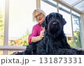 Smiling woman is trimming Big Black Schnauzer Dog 131873331