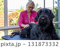 Groomed Big Black Schnauzer Dog is lying on the table 131873332