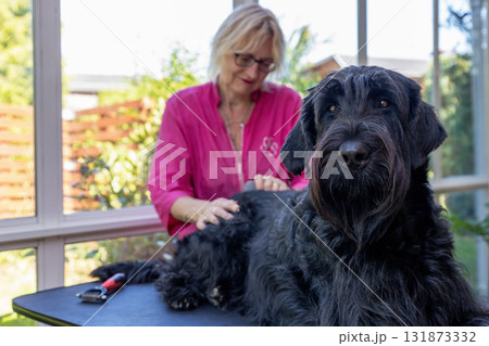 Groomed Big Black Schnauzer Dog is lying on the table 131873332