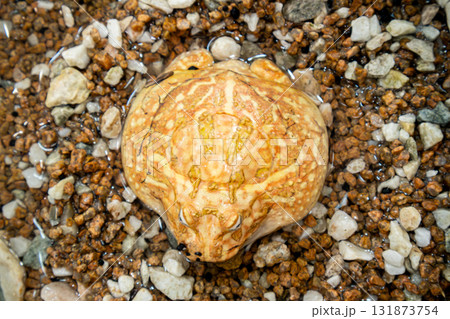 砂利の中の擬態 砂利の中の擬態 131873754
