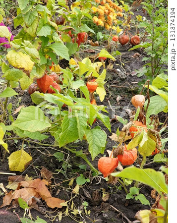 Selective focus of the red-orange ripe fruit of the Chinese lantern plant. Physalis alkekengi is a plant species of the genus Physalis, a member of the subfamily Solanoideae of Solanaceae group. Selective focus of the red-orange ripe fruit of the Chinese lantern plant. Physalis alkekengi is a plant species of the genus Physalis, a member of the subfamily Solanoideae of Solanaceae group. 131874194