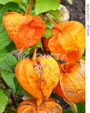 Selective focus of the red-orange ripe fruit of the Chinese lantern plant. Physalis alkekengi is a plant species of genus Physalis, a member of the subfamily Solanoideae of the Solanaceae group. 131874196