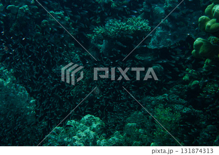 A swarm of tiny glass fish at a Red Sea tropical coral reef. Picture from Makdi Bay, Hurghada, Egypt A swarm of tiny glass fish at a Red Sea tropical coral reef. Picture from Makdi Bay, Hurghada, Egypt 131874313