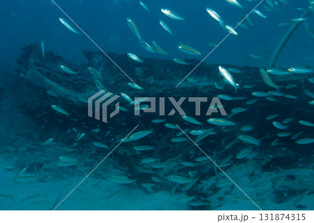 A school of Red Sea Fusiliers, Caesio suevica with a ship wreck in the background A school of Red Sea Fusiliers, Caesio suevica with a ship wreck in the background 131874315