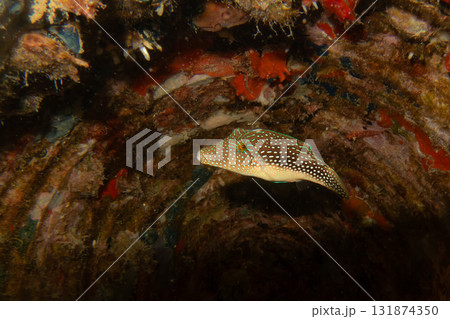 A small beautiful fish in a pipe underwater. Picture of a red sea toby, Canthigaster margaritata 131874350