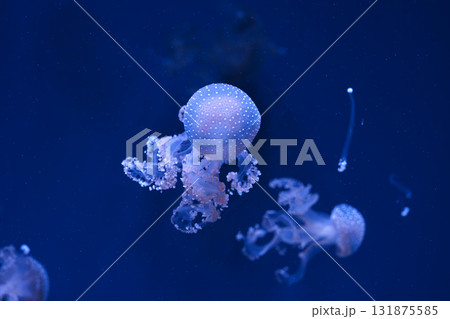 Group of Phyllorhiza punctata or Australian spotted jellyfish swim in deep blue water of aquarium Group of Phyllorhiza punctata or Australian spotted jellyfish swim in deep blue water of aquarium 131875585
