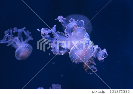 Group of Phyllorhiza punctata or Australian spotted jellyfish swim in deep blue water of aquarium Group of Phyllorhiza punctata or Australian spotted jellyfish swim in deep blue water of aquarium 131875586