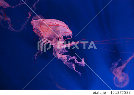 Close up of Chrysaora colorata or purple striped jelly jellyfish swim in deep blue water of aquarium Close up of Chrysaora colorata or purple striped jelly jellyfish swim in deep blue water of aquarium 131875588