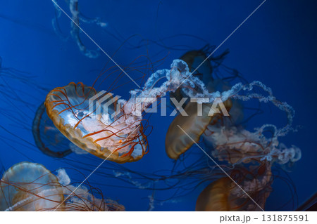 Group of Chrysaora fuscescens or Pacific sea nettle jellyfish swim in deep blue water of aquarium 131875591