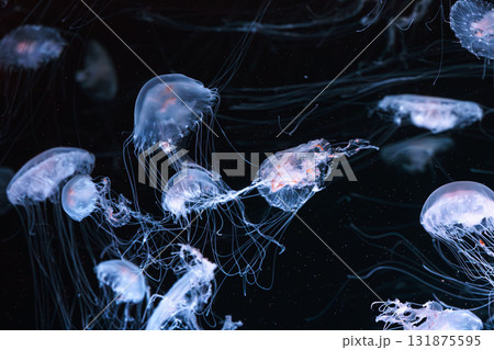 Chrysaora quinquecirrha, Atlantic or East Cost sea nettle jellyfish swim in blue water of aquarium Chrysaora quinquecirrha, Atlantic or East Cost sea nettle jellyfish swim in blue water of aquarium 131875595