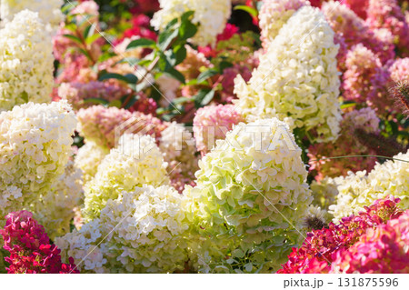 Blooming pink and white hydrangea paniculata flowers in summer garden under sunlight closeup view 131875596