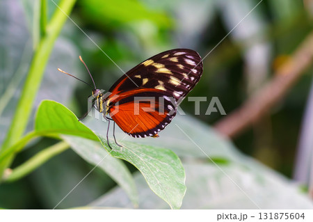 Heliconius hecale, tiger longwing, Hecale longwing, golden longwing, golden heliconian butterfly 131875604