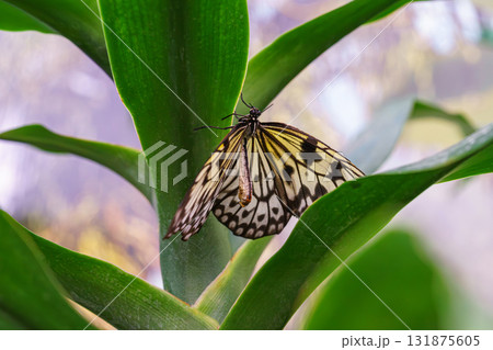Idea leuconoe, Paper Kite butterfly, Rice Paper butterfly or Large Tree Nymph on green leaf, macro 131875605