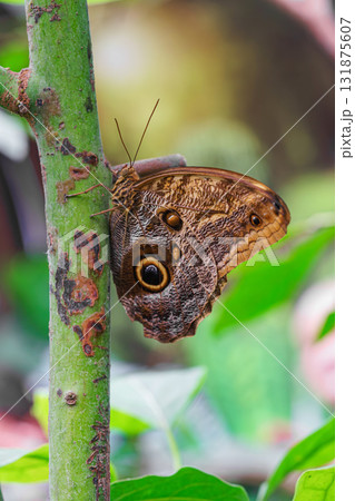 Caligo memnon, owl butterfly sitting on leaf in green outdoor garden background 131875607