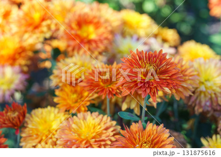 Close up beautiful orange korean chrysanthemum flowers in full autumn bloom, floral background Close up beautiful orange korean chrysanthemum flowers in full autumn bloom, floral background 131875616