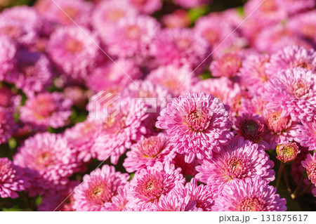 Close up beautiful pink korean chrysanthemum flowers in full autumn bloom, floral background Close up beautiful pink korean chrysanthemum flowers in full autumn bloom, floral background 131875617
