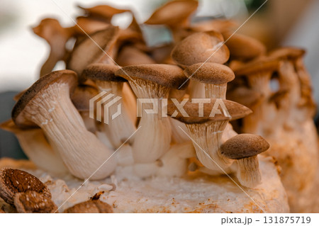 Fresh king oyster mushrooms with thick stems and brown caps displayed in bulk, symbolizing organic Fresh king oyster mushrooms with thick stems and brown caps displayed in bulk, symbolizing organic 131875719