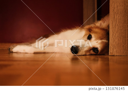 A red and white dog lies on the floor near a red wall, its head resting sideways, eyes half-closed in a calm and cozy atmosphere 131876145