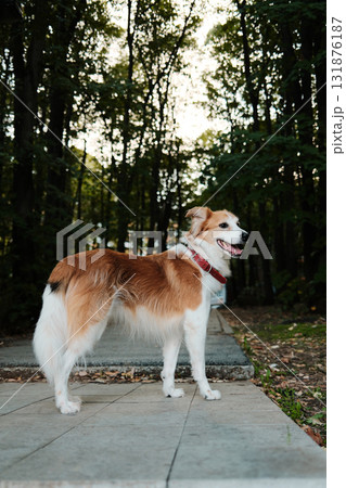 Red and white dog standing on path surrounded by trees, wearing red collar. Peaceful outdoor environment. Side view portrait 131876187