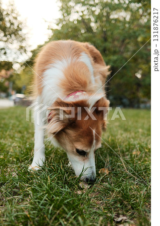 Close view of red and white mix breed dog sniffing fresh grass in the park. Peaceful and curious outdoor behavior 131876217