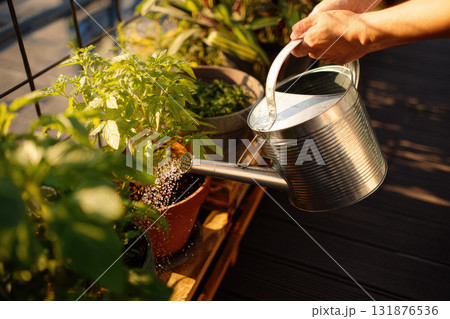 Watering can hand potted plant green herb vegetable summer sunlight balcony gardening growth. Watering can hand gently waters green potted herbs and vegetables sunny balcony evoking peaceful Watering can hand potted plant green herb vegetable summer sunlight balcony gardening growth. Watering can hand gently waters green potted herbs and vegetables sunny balcony evoking peaceful 131876536