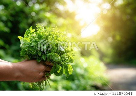 Freshly picked herbs hand holding green leaves sunlight garden nature outdoor summer healthy organic food Freshly picked herbs hand holding green leaves sunlight garden nature outdoor summer healthy organic food 131876541