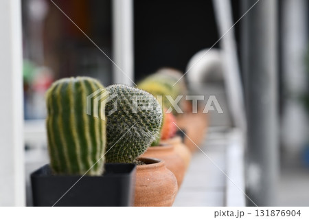 Small potted cactus on balcony with soft bokeh light and warm ceramic pots creating cozy botanical mood 131876904
