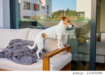 Jack Russell terrier dog standing on sofa at home terrace 131876996