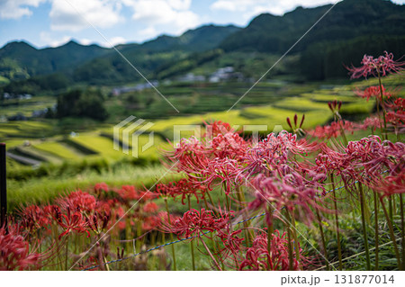 長崎・鬼木棚田 長崎・鬼木棚田 131877014