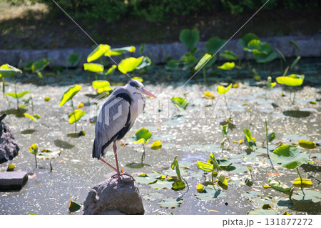 東寺さん　境内の池でハンティングしているアオサギ1 131877272