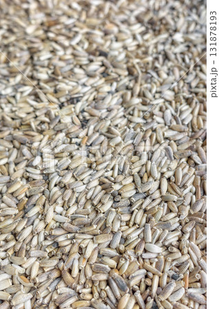 Close up photo of milk thistle. 131878193